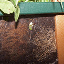 PlayMore Design Root View Planter